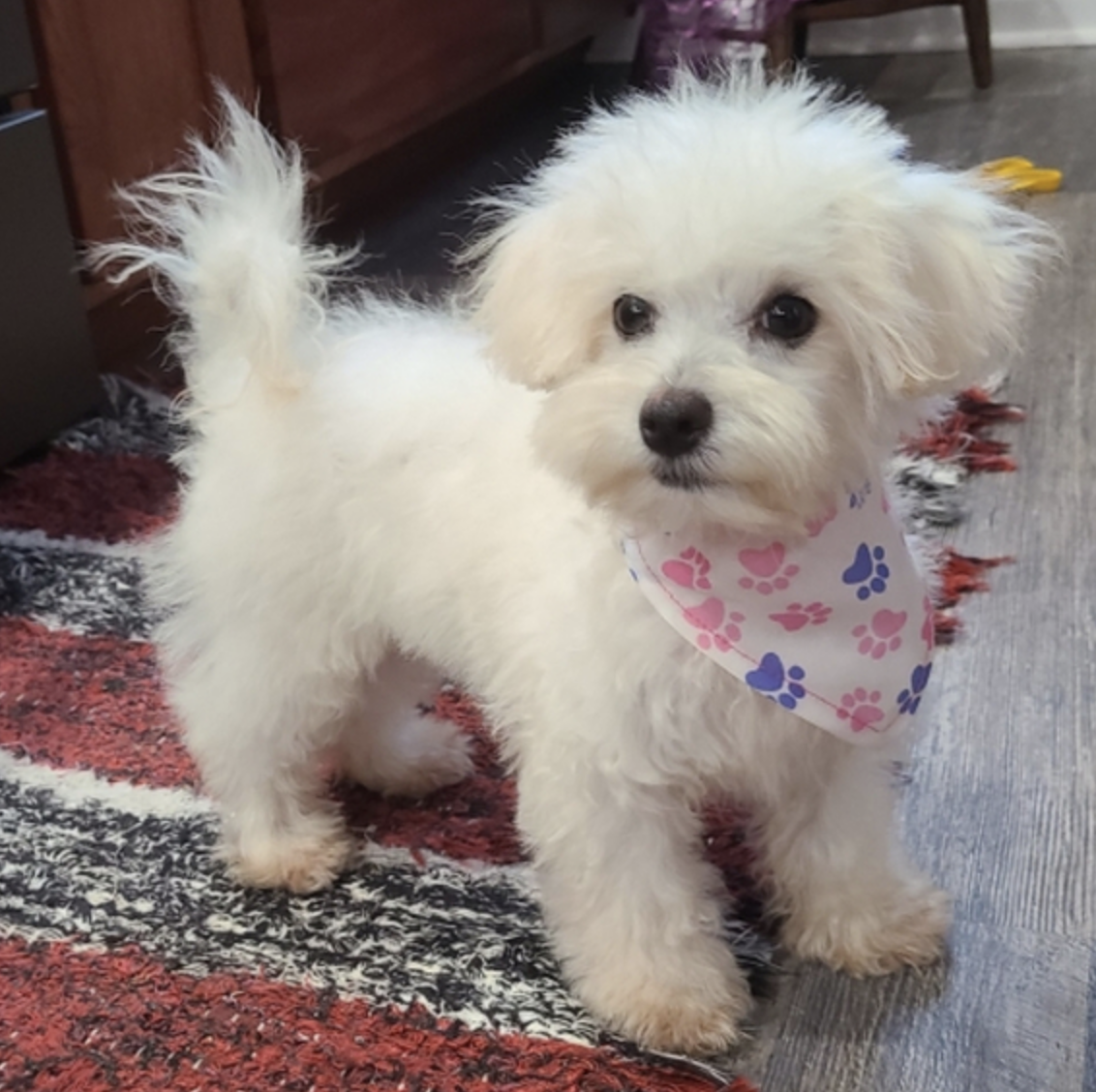 comprar cachorros sanos, baratos y asequibles para la venta